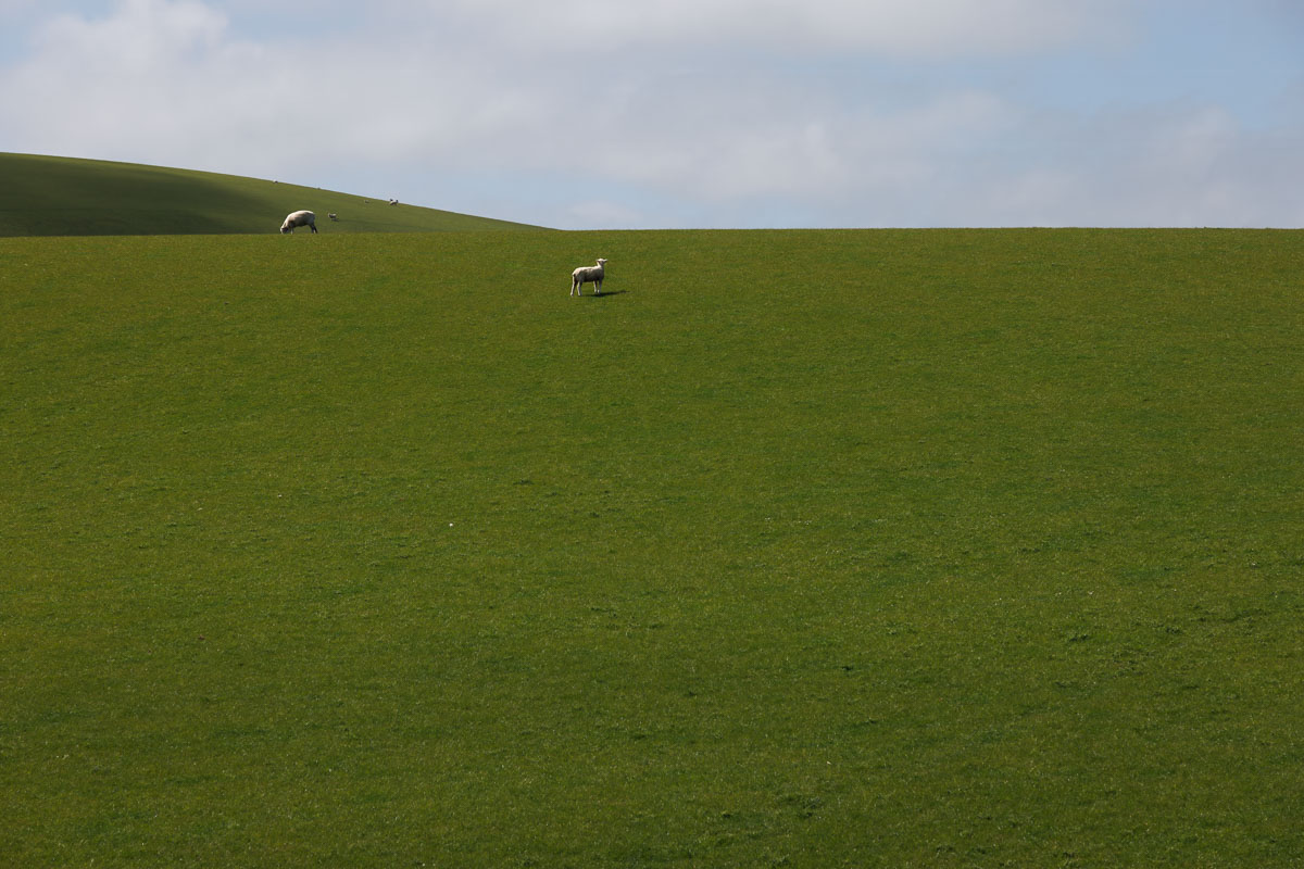 Sheeps near Mitchel Rocks (Otago)